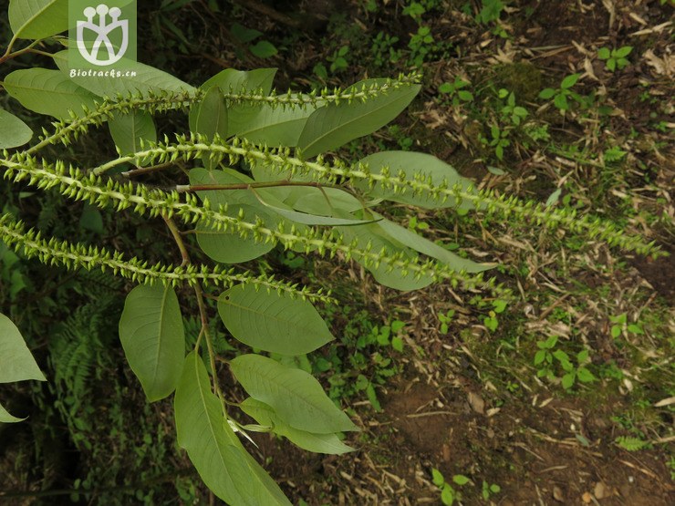 salicaceae-salix wallichiana皂柳-云南永善乌蒙山小岩方(1.