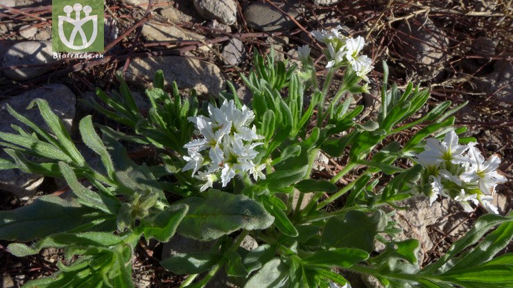 tournefortia sibirica linnaeus砂引草-内蒙古呼伦贝尔市扎赉诺尔区