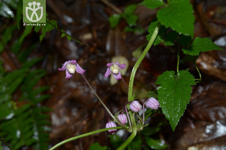 毛茛铁线莲 clematis ranunculoides_阳亿 (8).