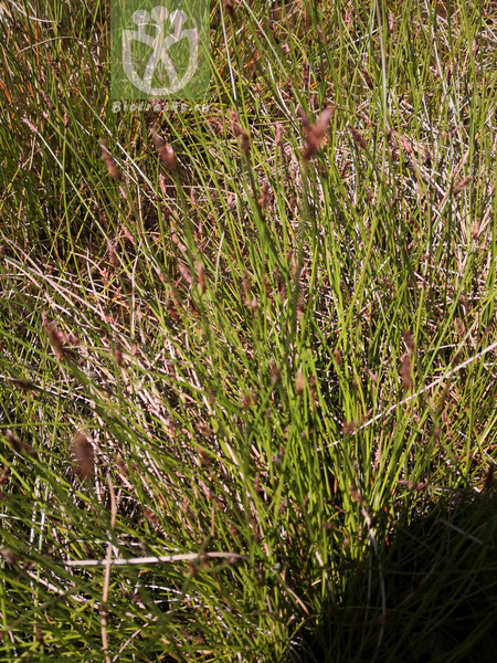 Salix wimmeriana