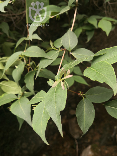 Abelia chinensis