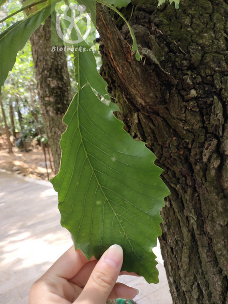 Quercus aliena
