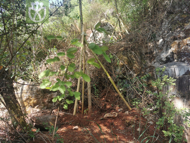 Cotoneaster acuticarpa