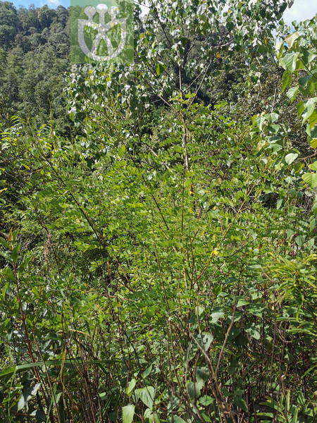 Lycopodium pseudosquarrosum