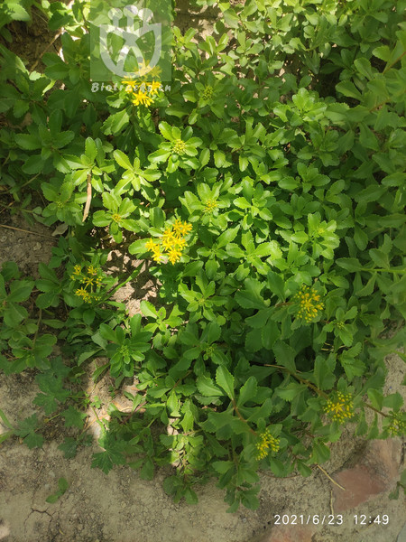 Cotoneaster acuticarpa