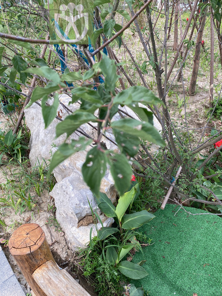Abelia aschersoniana