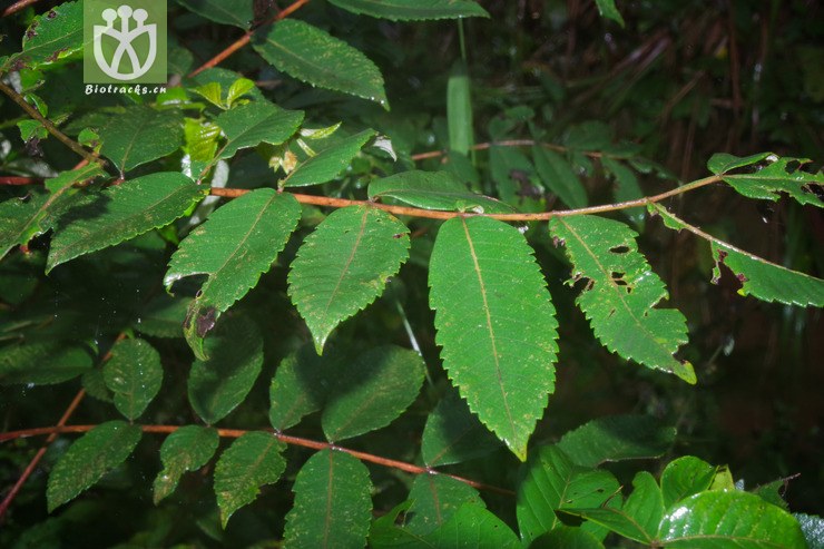 滨盐麸木 rhus chinensis var roxburghii(2.