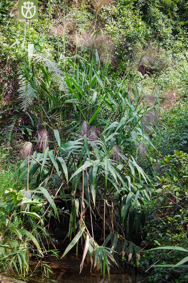 图片信息-kingdonia-植物云数据