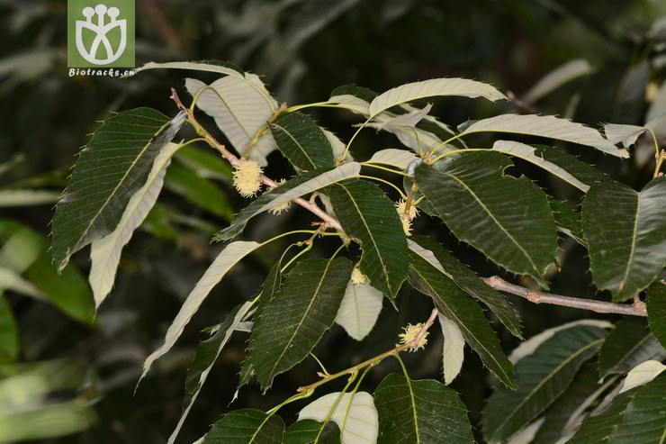 quercus variabilis 栓皮栎,果叶,壳斗科栎属,xihh200626 昆植环道 (8