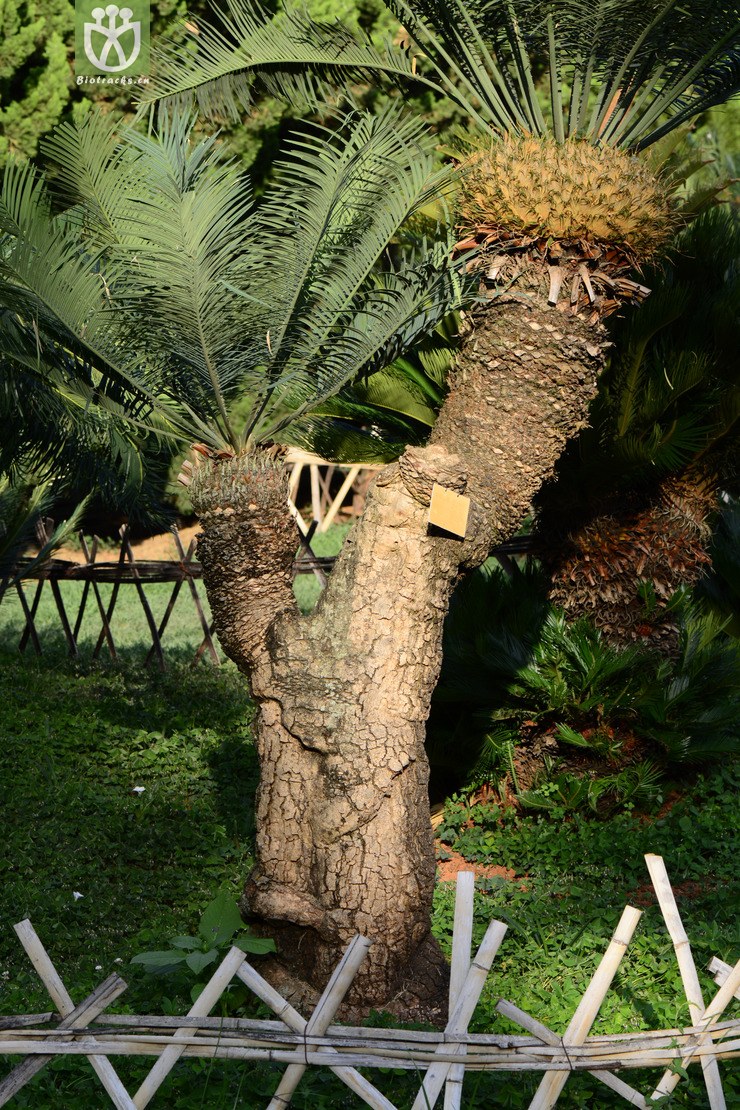 45% cycas pectinata 篦齿苏铁,雌株,苏铁科苏铁属xihh200626 昆植