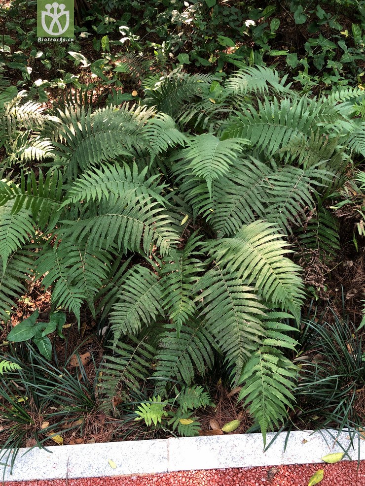 图片信息Kingdonia植物云数据