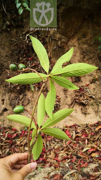 Alseodaphne hainanensis