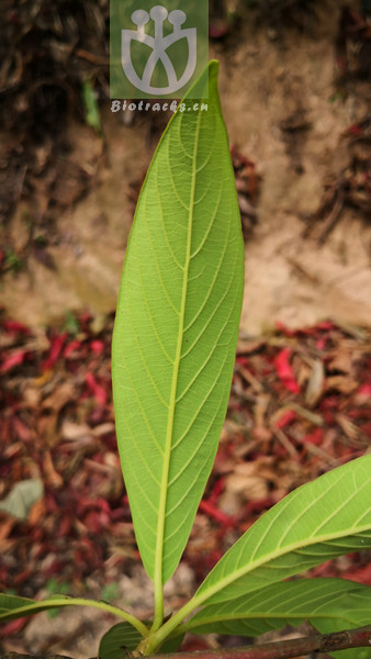 Alseodaphne hainanensis