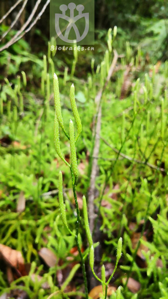 Lycopodium japonicum