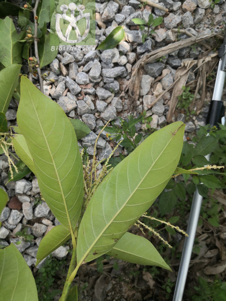 Castanopsis sclerophylla