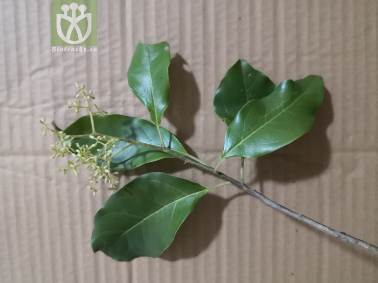 Ehretia ovalifolia