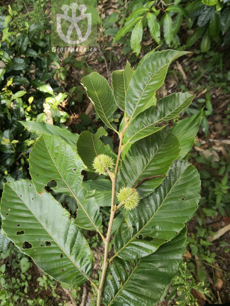Castanea mollissima