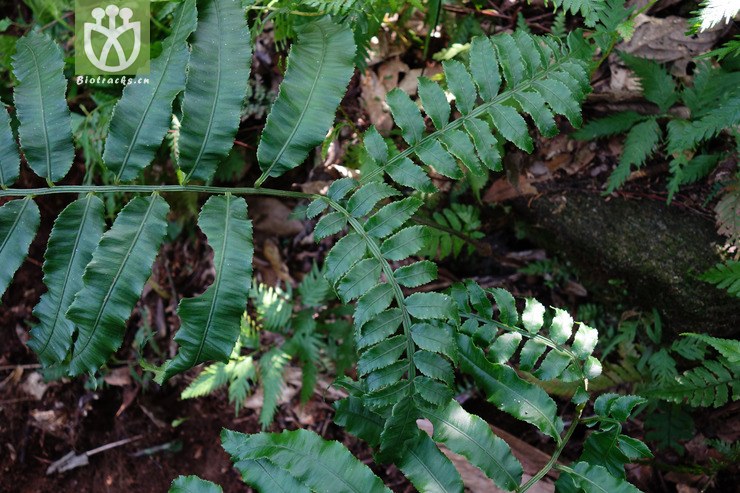 angiopteris bipinnata二回莲座蕨【b】2016-12-06xx-yn dsc01396.