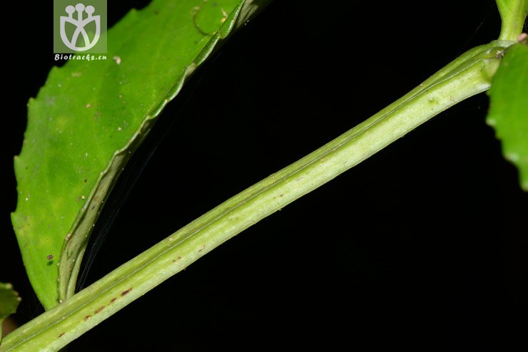 lysionotus serratus var.