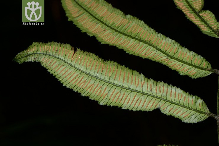 angiopteris subrotundata圆基莲座蕨【可以处理】2016-12-06xx-yn
