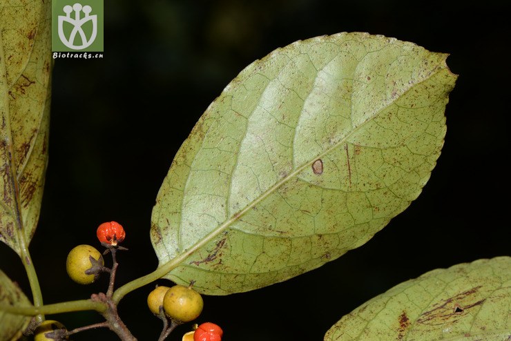 celastrus aculeatus过山枫【可以处理】2016-12-06xx-yn dsc_8448.