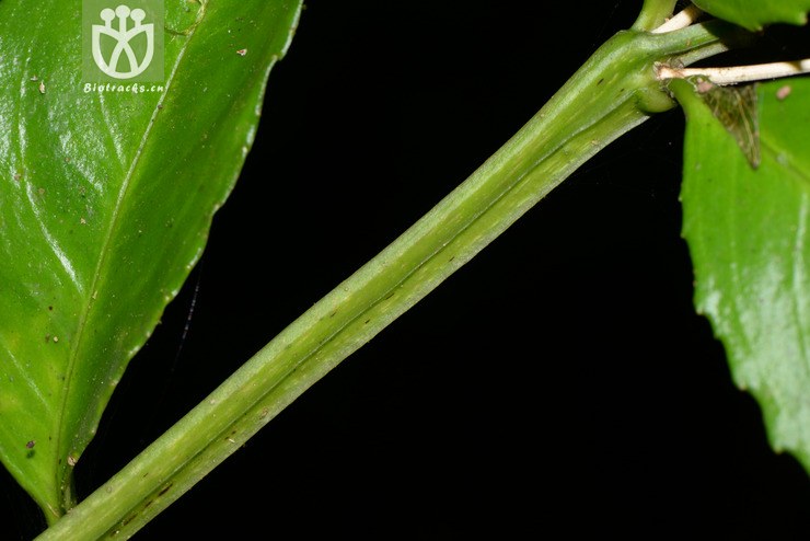 lysionotus serratus var.