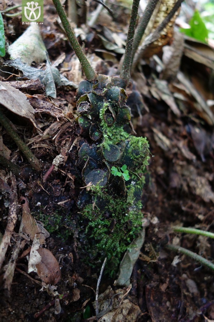 angiopteris bipinnata二回莲座蕨【b】2016-12-06xx-yn dsc01399.