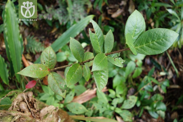 agapetes malipoensis麻栗坡树萝卜【hg】2016-12-04xx-yn dsc00584.