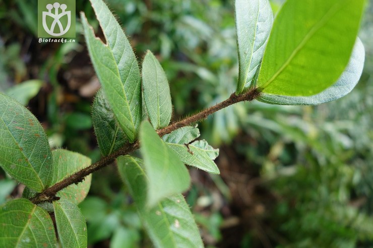 agapetes malipoensis麻栗坡树萝卜【hg】2016-12-04xx-yn dsc00589.