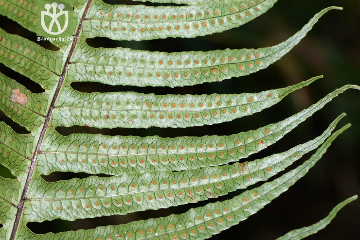 polypodiodes amoena友水龙骨【可以处理】2016-12-06xx-yn dsc_8488.