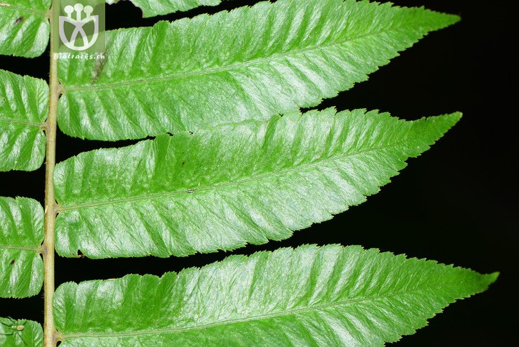 callipteris esculenta菜蕨【中植【可以处理】2016-12-07xx-yn dsc