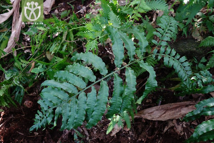 angiopteris bipinnata二回莲座蕨【b】2016-12-06xx-yn dsc01391.