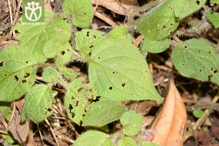 caulorhiza茎根红丝线【h】2016-12-06x 相邻时间拍摄的照片      张