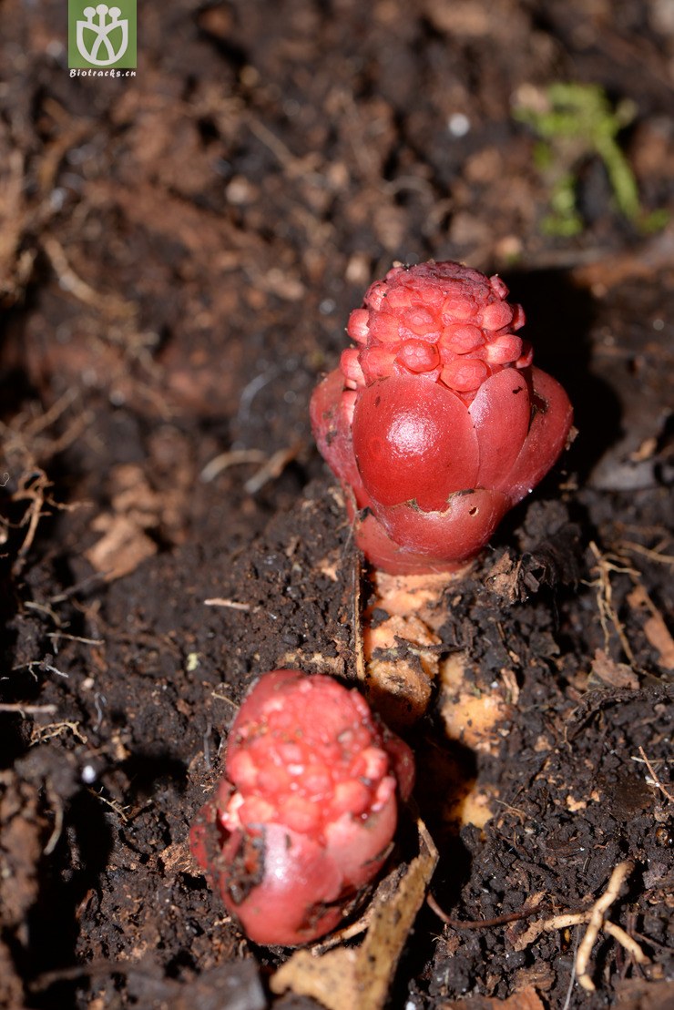 balanophora laiflora軨ԡg2016-12-08-yn dsc_0.jpg