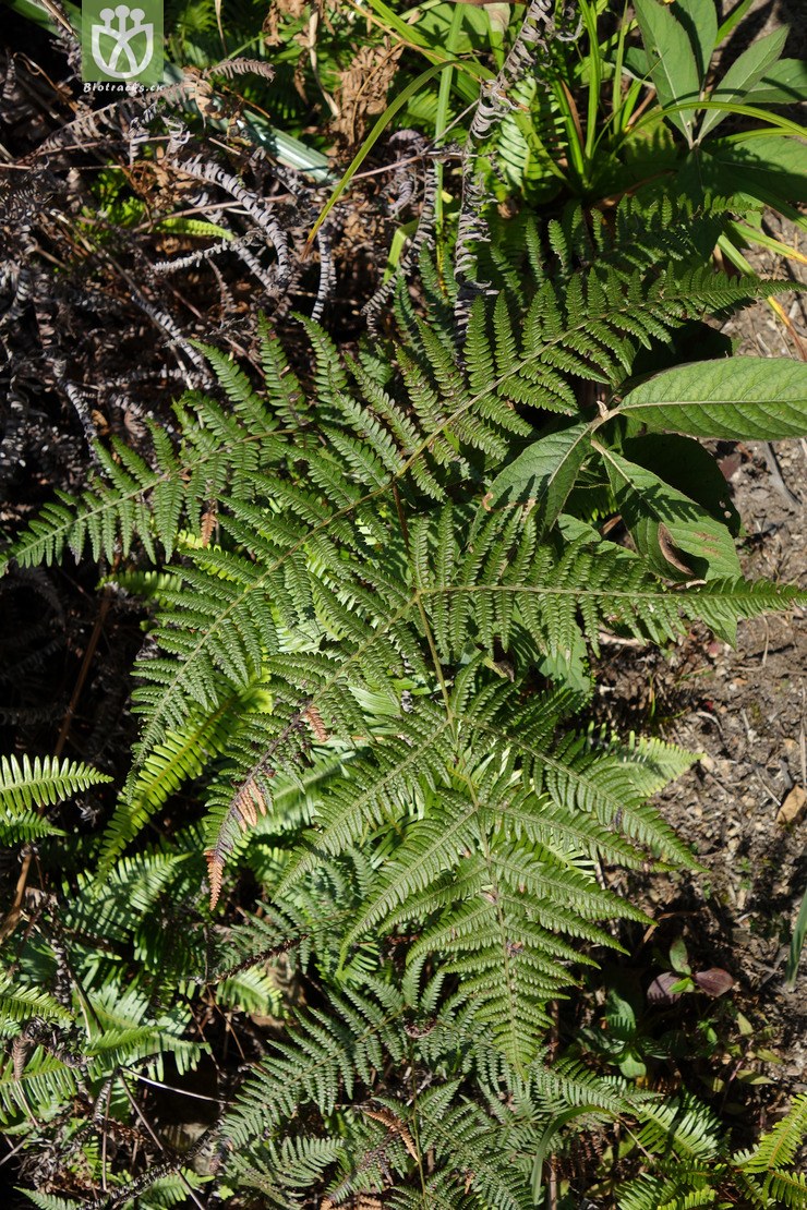 45% pteridium revolutum毛轴蕨【zhyg】2016-12-05xx-yn dsc00834.