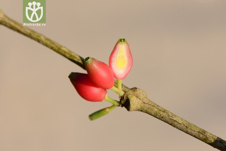 macrosolen bibracteolatus双花鞘花【可以处理【标本号:led6625】