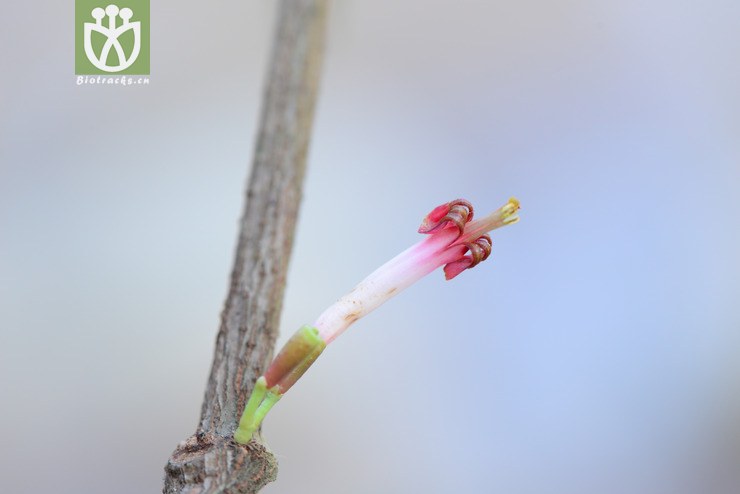 macrosolen bibracteolatus双花鞘花【可以处理【标本号:led6625】