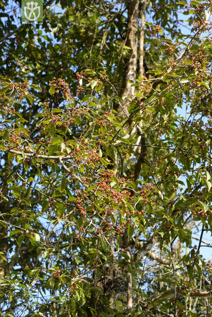 celastrus aculeatus过山枫【可以处理】2016-12-06xx-yn dsc_8431.