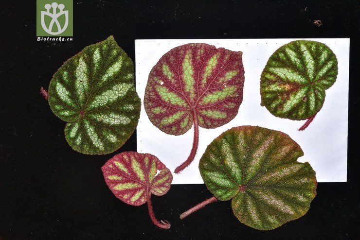 begonia versicolor变色秋海棠【h【标本号:led6505】2016-12-06xx