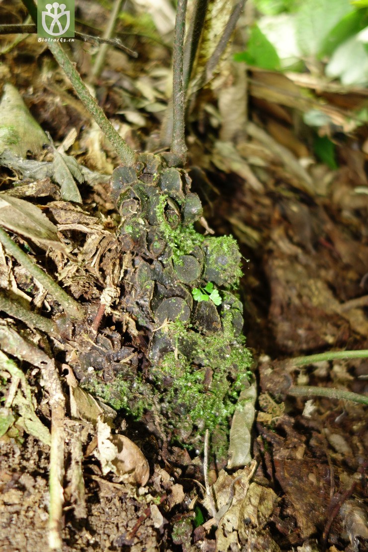 angiopteris bipinnata二回莲座蕨【b】2016-12-06xx-yn dsc01405.