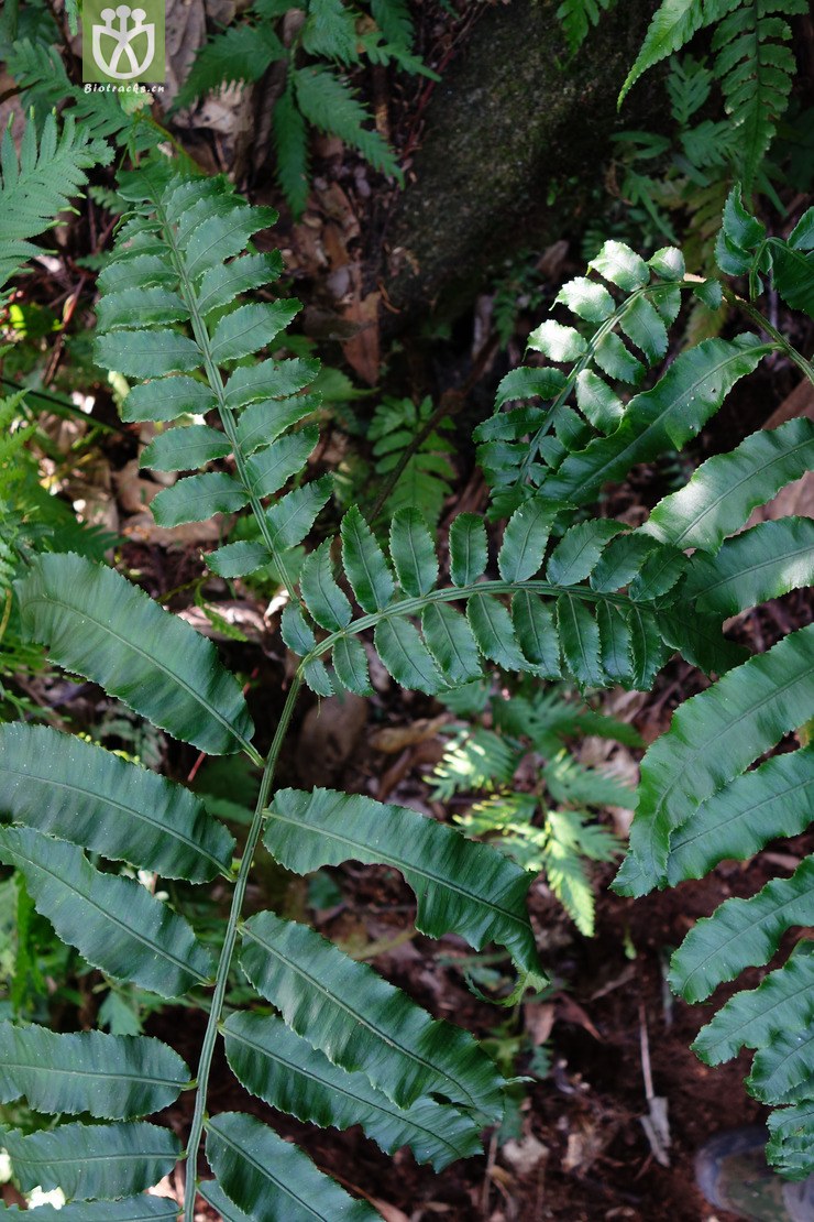 angiopteris bipinnata二回莲座蕨【b】2016-12-06xx-yn dsc01395.