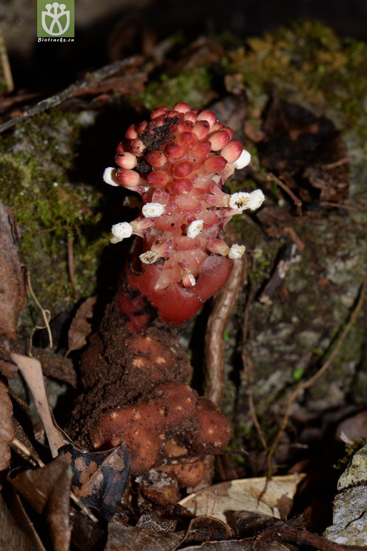 balanophora laiflora軨ԡg2016-12-08-yn dsc_0043.jpg