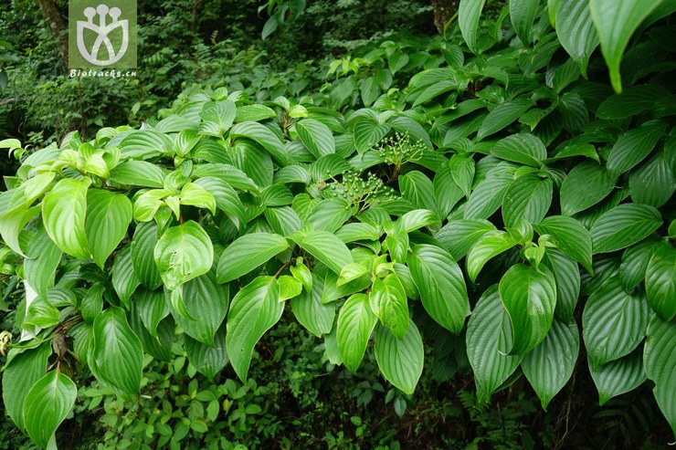 5998 cornus controversa灯台树【可以处理】2017-05-16xx-yn dsc