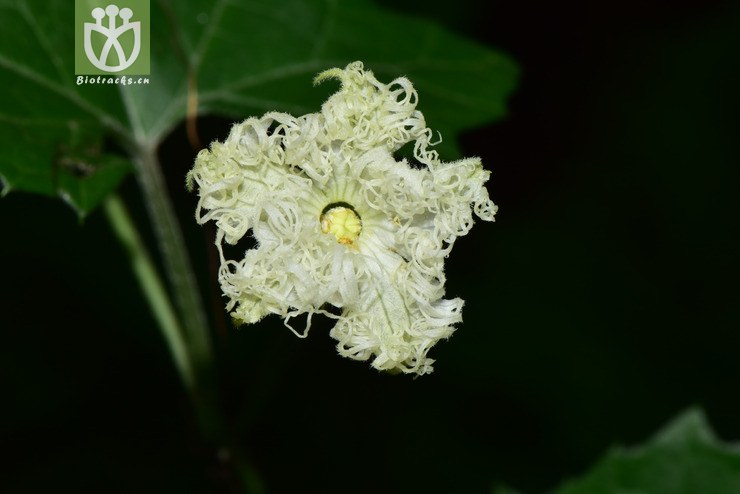 100 6010 trichosanthes sericeifolia丝毛栝楼♀g】2017-05-16xx