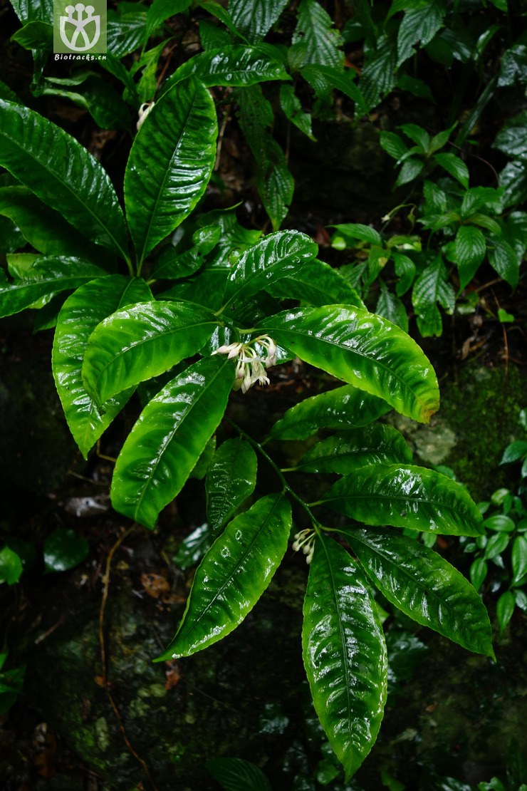 ardisia maculosa珍珠伞【中植】【zyg】2017-05-18xx-yn dsc04051.