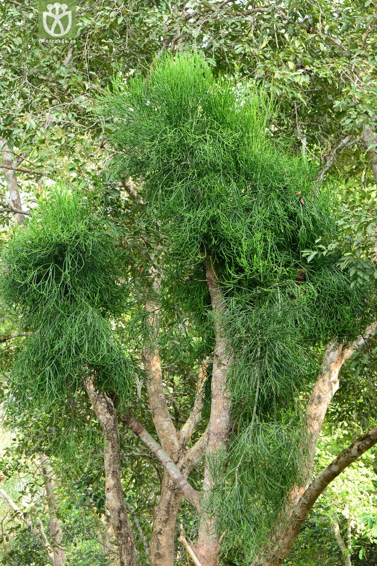 euphorbia tirucalli绿玉树【hg】 dsc_5280.