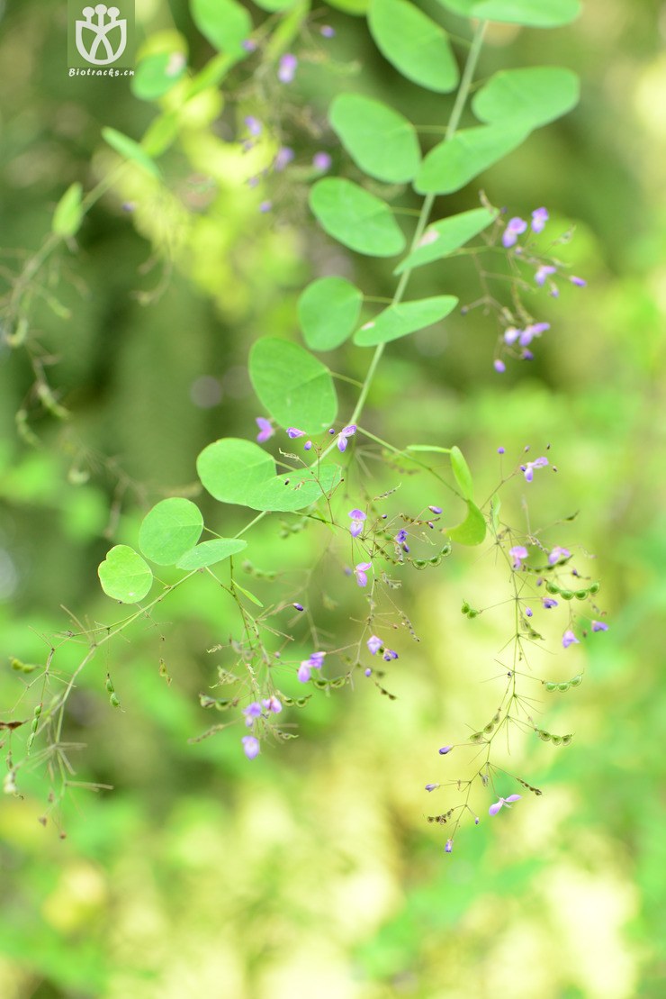 desmodium renifolium肾叶山蚂蝗【可以处理】 dsc_5307.jpg