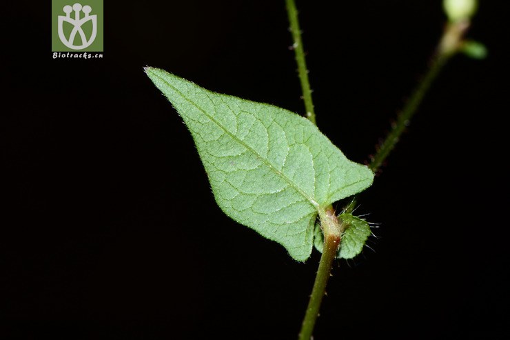 polygonum thunbergii戟叶蓼【可以处理】2015-10-01xx-ah (8).
