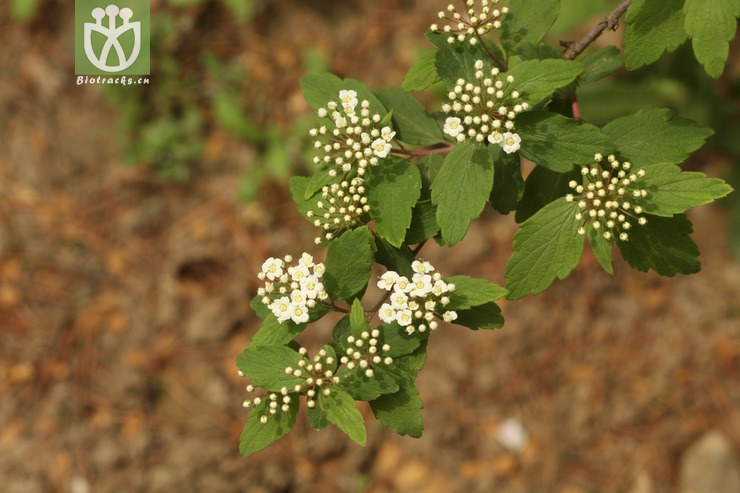 spiraea pubescens var pubescens土庄绣线菊2010-05-03xx-bj(4.