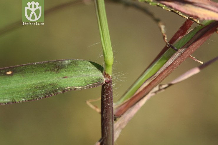 digitaria sanguinalis马唐2009-09-23xx-bj(14.